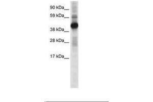 Image no. 1 for anti-cAMP Responsive Element Binding Protein 1 (CREB1) (N-Term) antibody (ABIN6736072) (CREB1 Antikörper  (N-Term))