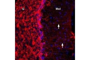 Expression of Connexin-43 in rat cerebellum - Immunohistochemical staining of immersion-fixed, free floating rat brain frozen sections using Anti-Connexin-43 Antibody (ABIN7043198, ABIN7044079 and ABIN7044080), (1:300). (Connexin 43/GJA1 Antikörper  (C-Term, Intracellular))