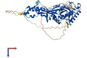 FBXO31 Protein (AA 1-539) (His tag)