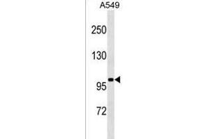 SLN13 Antibody (C-term) (ABIN1537514 and ABIN2849667) western blot analysis in A549 cell line lysates (35 μg/lane). (SLN13 Antikörper  (C-Term))