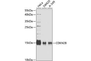 Western Blotting (WB) image for anti-Cyclin-Dependent Kinase Inhibitor 2B (p15, Inhibits CDK4) (CDKN2B) (AA 1-138) antibody (ABIN6138346)