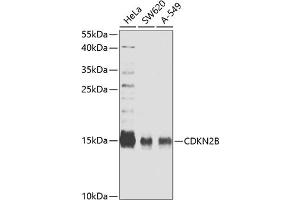 Western blot analysis of extracts of various cell lines, using CDKN2B antibody (ABIN6130218, ABIN6138346, ABIN6138347 and ABIN6221340) at 1:827 dilution. (CDKN2B Antikörper  (AA 1-138))