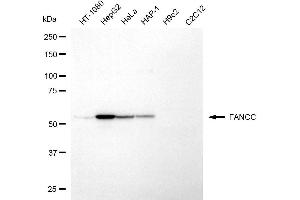 Western blotting analysis using FANCC antibody (ABIN7798565). (FANCC Antikörper)