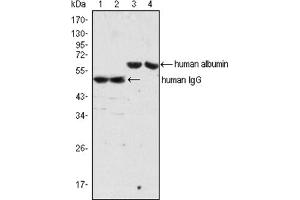 Western Blotting (WB) image for Mouse anti-Human IgG antibody (ABIN1107689) (Maus anti-Human IgG Antikörper)