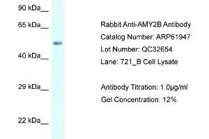 Western Blotting (WB) image for anti-Amylase, alpha 2B (Pancreatic) (AMY2B) (C-Term) antibody (ABIN2788958)