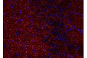 Indirect immunostaining of PFA fixed mouse brain section (1 : 200; red). (Synaptoporin Antikörper  (C-Term))
