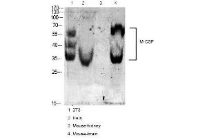 Western blot analysis of various cell Lysate, antibody was diluted at 1:1000.
