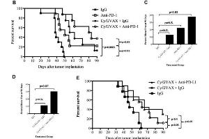 Combination therapy with Cy/GVAX and PD-1 or PD-L1 blockade improves clinical outcomes in a PDA mouse model. (Hamster IgG Isotyp-Kontrolle)