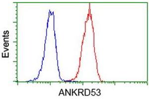 Image no. 4 for anti-Ankyrin Repeat Domain 53 (ANKRD53) (AA 1-300) antibody (ABIN1490720) (ANKRD53 Antikörper  (AA 1-300))