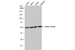 WB Image alpha Tubulin antibody detects alpha Tubulin protein by western blot analysis. (alpha Tubulin Antikörper)