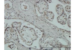 Immunoperoxidase of monoclonal antibody to ZNF345 on formalin-fixed paraffin-embedded human placenta. (ZNF345 Antikörper  (AA 1-111))