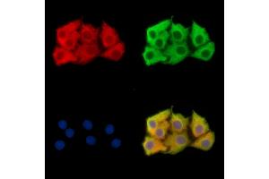 ABIN7096070 and ABIN7100132 staining Hela cells by IF/ICC. (FAM54A Antikörper)