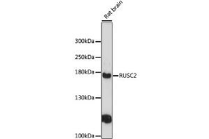 Western blot analysis of extracts of rat brain, using RUSC2 antibody (ABIN6292832) at 1:3000 dilution.