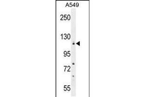 Western blot analysis in A549 cell line lysates (35ug/lane). (WDR52 Antikörper  (C-Term))
