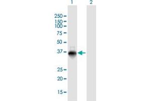 Western Blot analysis of ZNF391 expression in transfected 293T cell line by ZNF391 MaxPab polyclonal antibody. (ZNF391 Antikörper  (AA 1-358))