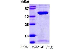 Septin 5 Protein (SEPT5) (AA 1-369) (His tag)