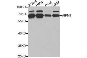 Western blot analysis of extracts of various cell lines, using AIFM1 antibody. (AIF Antikörper  (AA 334-613))
