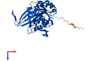 Ribokinase Protein (RBKS) (AA 1-322) (His tag)
