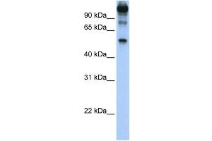 Western Blotting (WB) image for anti-FEZ Family Zinc Finger 1 (FEZF1) antibody (ABIN2459407) (FEZF1 Antikörper)