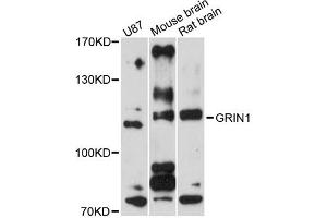 Western blot analysis of extracts of various cell lines, using GRIN1 antibody (ABIN5975849) at 1/1000 dilution. (GRIN1/NMDAR1 Antikörper)