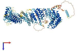 TTI1 Protein (AA 1-1085) (His tag)