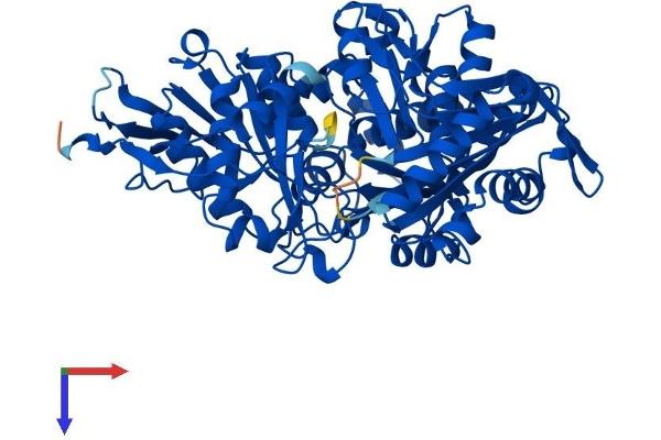 Phosphoglucomutase 5 Protein (PGM5) (AA 1-567) (His tag)
