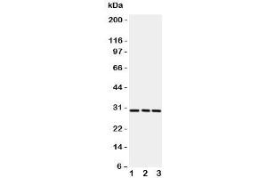 Western blot testing of CD134 / OX40 antibody and rat samples 1:  brain;  2: liver;  3: kidney. (TNFRSF4 Antikörper  (N-Term))