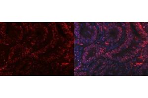 IF analysis of PC4/SUB1 using anti-PC4/SUB1 antibody (ABIN7602185). (SUB1 Antikörper  (AA 62-127))