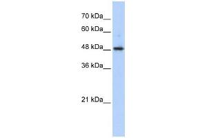 WB Suggested Anti-ABHD2 Antibody Titration:  0. (ABHD2 Antikörper  (Middle Region))