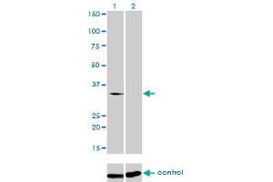 Western blot analysis of SFRS10 over-expressed 293 cell line, cotransfected with SFRS10 Validated Chimera RNAi (Lane 2) or non-transfected control (Lane 1).