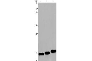 Western Blotting (WB) image for anti-Myosin, Light Chain 12B, Regulatory (MYL12B) antibody (ABIN2430075) (MYL12B Antikörper)
