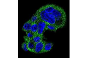 Confocal immunofluorescent analysis of FGG Antibody (N-term) (ABIN391493 and ABIN2841460) with HepG2 cell followed by Alexa Fluor 488-conjugated goat anti-rabbit lgG (green).
