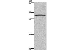Western blot analysis of 293T cell, using DUSP8 Polyclonal Antibody at dilution of 1:200 (DUSP8 Antikörper)