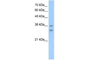 OR6C70 antibody used at 2. (OR6C70 Antikörper  (C-Term))
