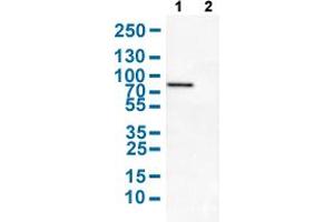 Western Blot analysis with TOMM70A polyclonal antibody . (TOM70 Antikörper  (AA 383-512))