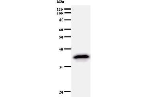 Western Blotting (WB) image for anti-Transcription Factor AP-2 alpha (Activating Enhancer Binding Protein 2 Alpha) (TFAP2A) antibody (ABIN933000) (TFAP2A Antikörper)