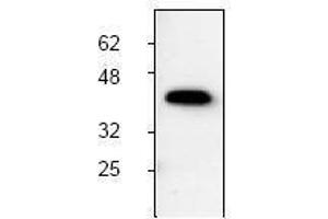 Image no. 1 for anti-Induced Myeloid Leukemia Cell Differentiation Protein Mcl-1 (MCL1) antibody (ABIN126984) (MCL-1 Antikörper)