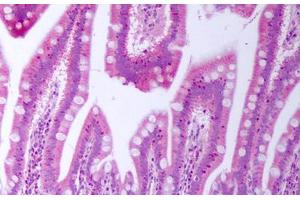 Anti-BTC antibody IHC staining of human small intestine. (Betacellulin Antikörper)