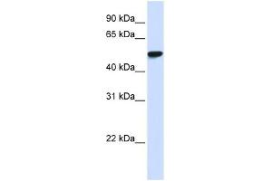 WDR4 antibody used at 1 ug/ml to detect target protein.