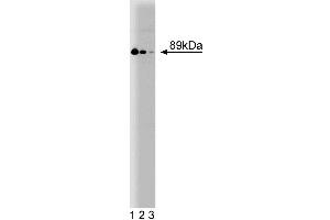 Western blot analysis of Stat4 on a rat testis lysate. (STAT4 Antikörper  (AA 136-258))