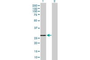 Western Blot analysis of MRPL46 expression in transfected 293T cell line by MRPL46 MaxPab polyclonal antibody.