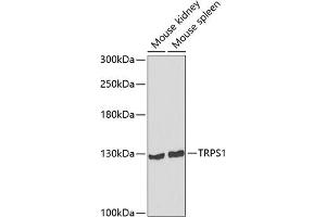 Western blot analysis of extracts of various cell lines, using TRPS1 antibody (ABIN6132997, ABIN6149594, ABIN6149595 and ABIN6223684) at 1:1000 dilution. (TRPS1 Antikörper  (AA 20-260))