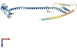 TRIM13 Protein (AA 1-407) (His tag)
