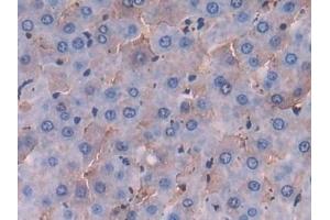 Immunohistochemistry (IHC) image for anti-Fibrinogen-Like 1 (FGL1) (AA 23-314) antibody (ABIN7438670)