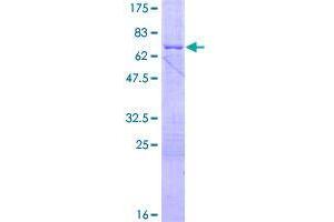 BCL2L12 Protein (AA 1-333) (GST tag)