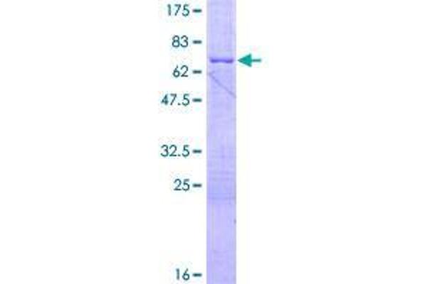 BCL2L12 Protein (AA 1-333) (GST tag)