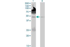 Western Blotting (WB) image for anti-Paralemmin 2 (PALM2) (AA 321-411) antibody (ABIN566710)