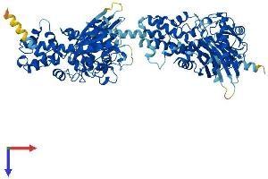 Hexokinase 2 Protein (HK2) (AA 1-917) (His tag)