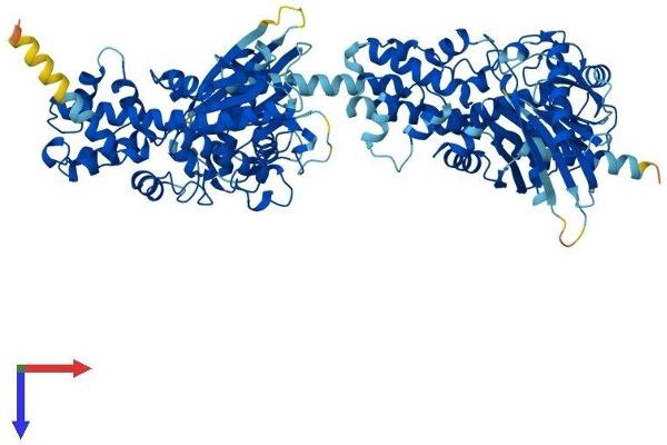 Hexokinase 2 Protein (HK2) (AA 1-917) (His tag)