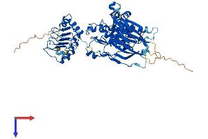CNOT6L Protein (AA 1-555) (His tag)